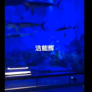 水生物水波纹投影